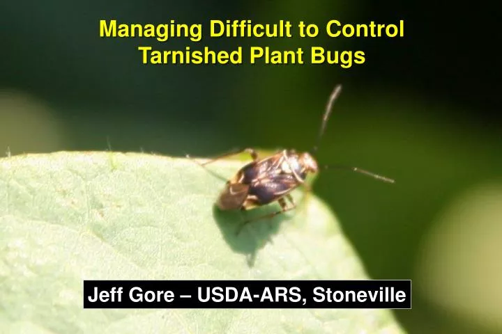 managing difficult to control tarnished plant bugs