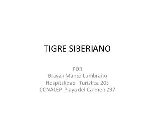 tigre siberiano