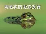 两栖类的变态发育 - slide 1