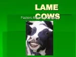 LAME COWS - slide 1