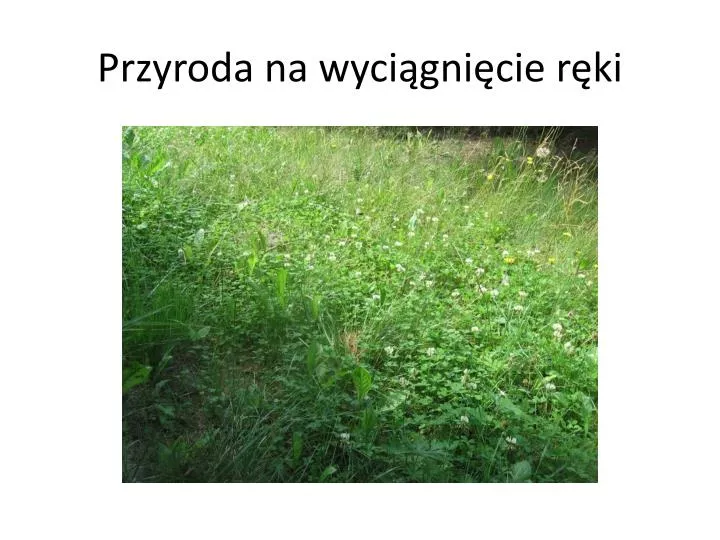 przyroda na wyci gni cie r ki