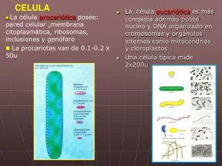 celula