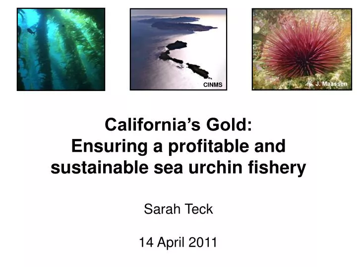 california s gold ensuring a profitable and sustainable sea urchin fishery