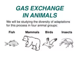 GAS EXCHANGE IN ANIMALS