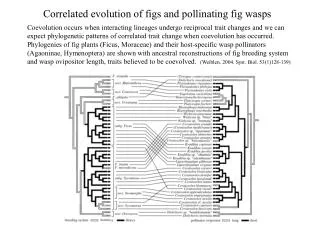Correlated evolution of figs and pollinating fig wasps