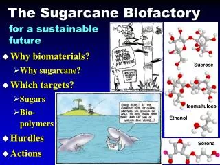 The Sugarcane Biofactory