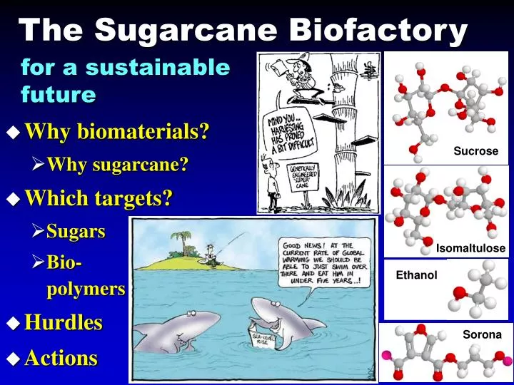 the sugarcane biofactory