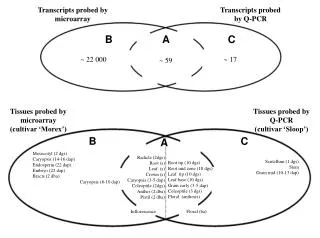 Transcripts probed by microarray