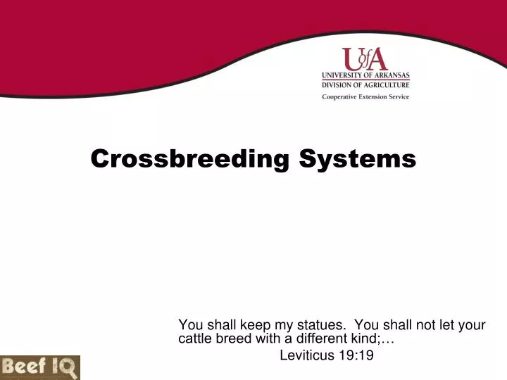 crossbreeding systems