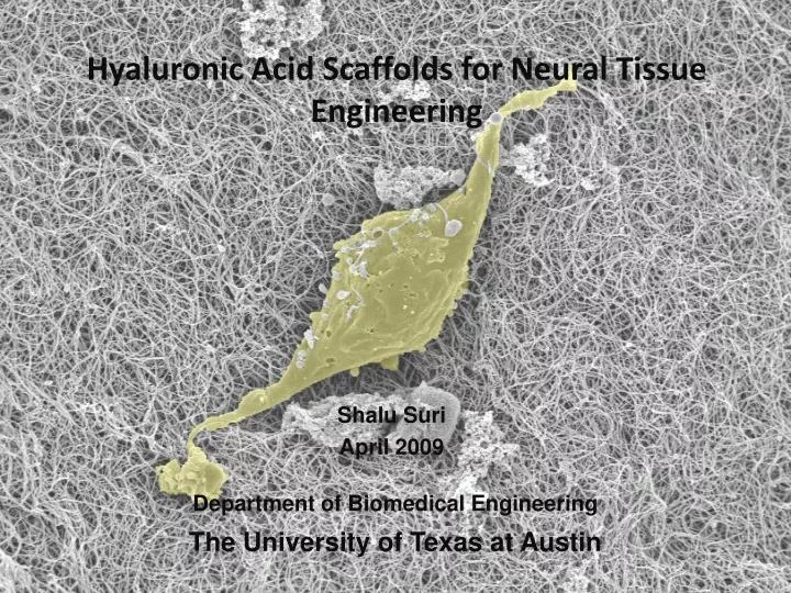hyaluronic acid scaffolds for neural tissue engineering