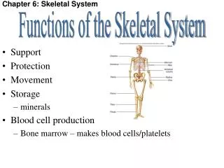 Chapter 6: Skeletal System