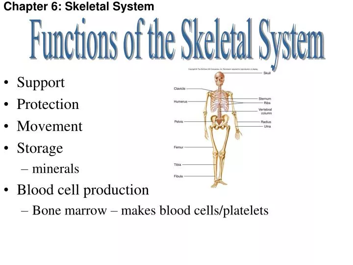 chapter 6 skeletal system