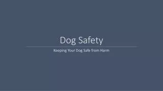 Dog Safety