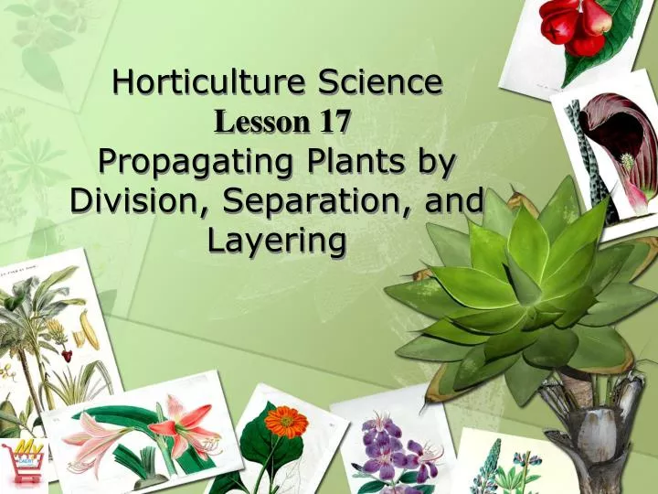 horticulture science lesson 17 propagating plants by division separation and layering