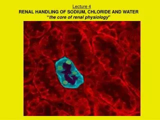 Lecture 4 RENAL HANDLING OF SODIUM, CHLORIDE AND WATER