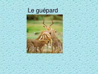 le gu pard