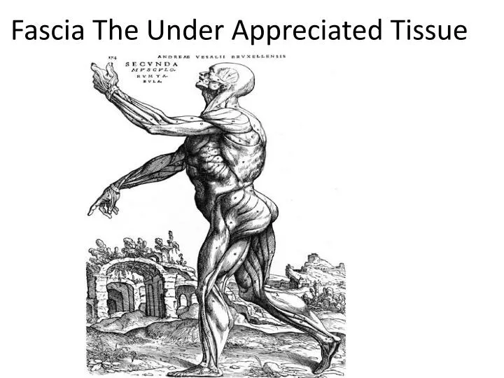 fascia the under appreciated tissue