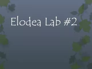 Elodea Lab #2