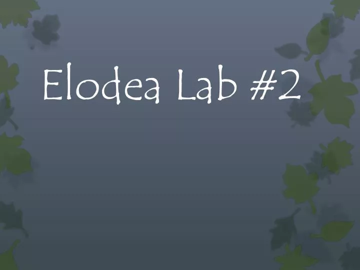 elodea lab 2