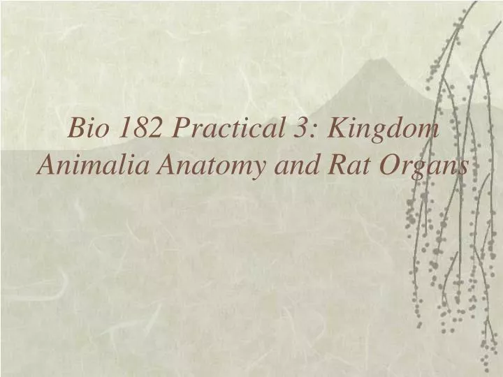 bio 182 practical 3 kingdom animalia anatomy and rat organs