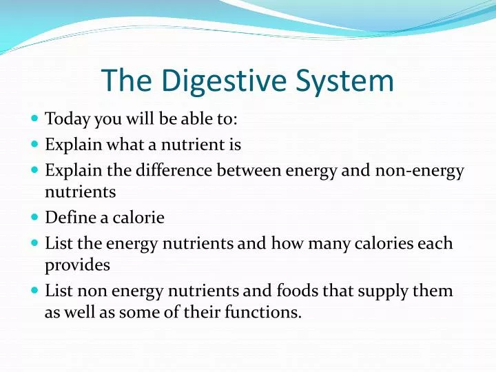 the digestive system