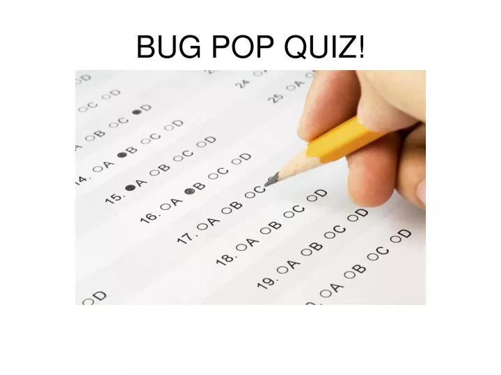bug pop quiz
