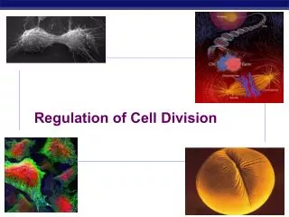 regulation of cell division