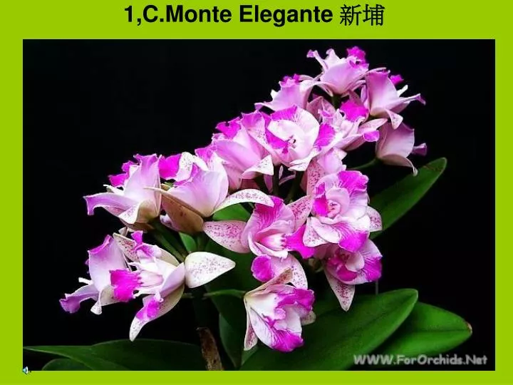 1 c monte elegante