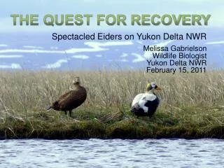 Spectacled Eiders on Yukon Delta NWR Melissa Gabrielson Wildlife Biologist Yukon Delta NWR