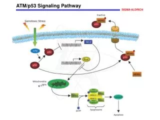 ATM/p53 Signaling Pathway