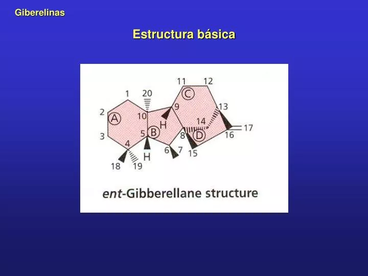 estructura b sica