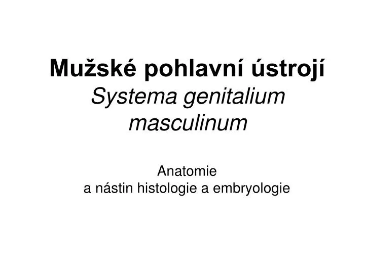 mu sk pohlavn stroj systema genitalium masculinum anatomie a n stin histologie a embryologie