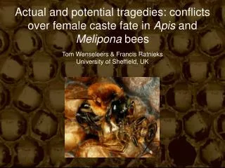 Actual and potential tragedies: conflicts over female caste fate in Apis and Melipona bees