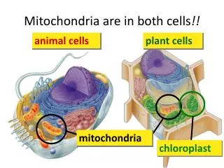 Mitochondria are in both cells !!