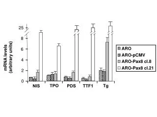 mRNA levels (arbitrary units)