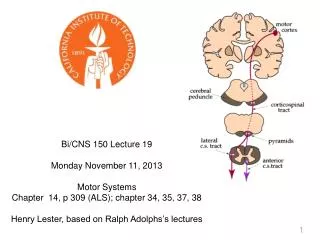 Bi/CNS 150 Lecture 19 Monday November 11, 2013 Motor Systems