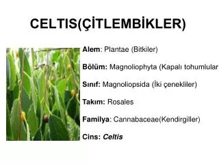 celtis tlemb kler