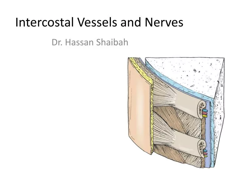 intercostal vessels and nerves