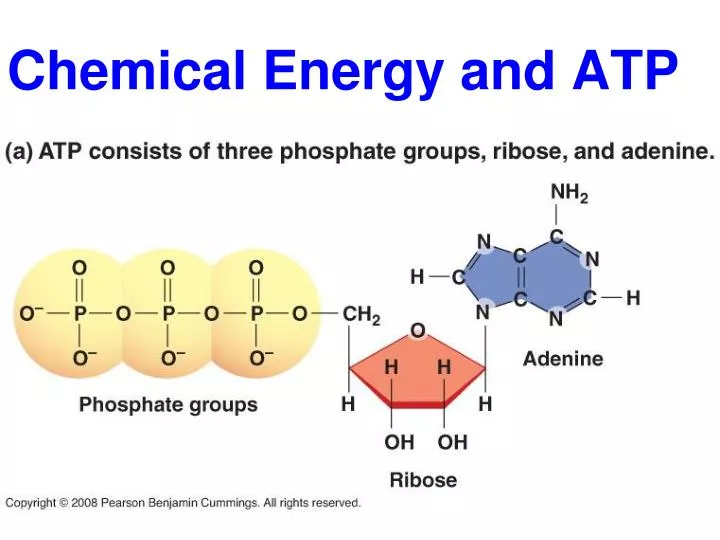 chemical energy and atp
