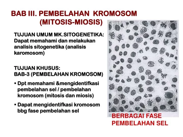 bab iii pembelahan kromosom mitosis miosis