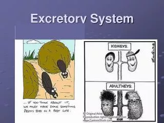 Excretory System