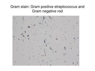 Gram stain: Gram positive streptococcus and Gram negative rod