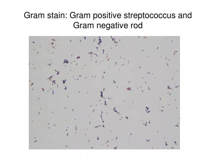 gram stain gram positive streptococcus and gram negative rod