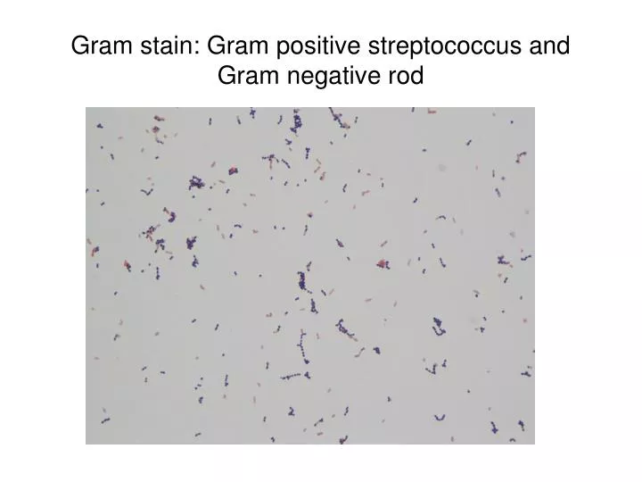 PPT - Gram stain: Gram positive streptococcus and Gram negative rod ...