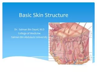 Basic Skin Structure