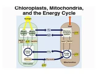 Rate of Photosynthesis in Response to Differing Percentages of Atmospheric Oxygen