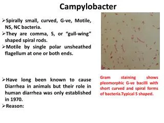 Campylobacter