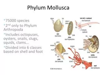 Phylum Mollusca