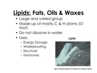 lipids fats oils waxes