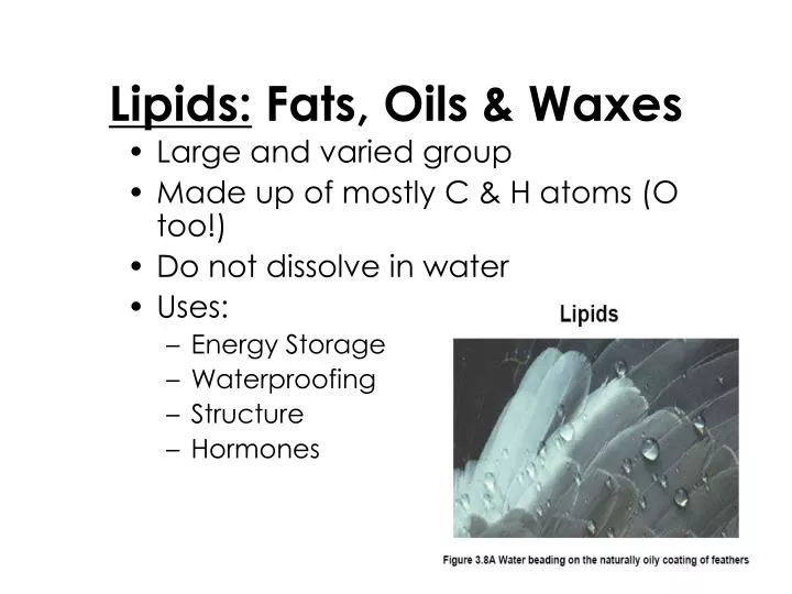 lipids fats oils waxes